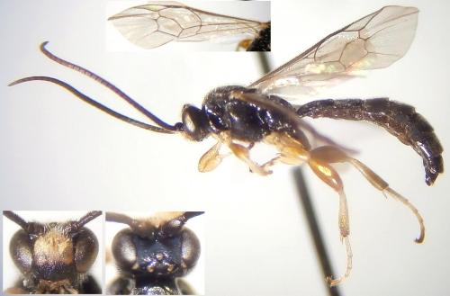 Exochus argutus